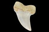 Mako Shark Tooth Fossil - Sharktooth Hill, CA #94661-1